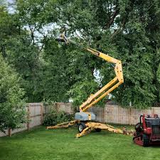 Best Tree Removal Services  in Hickory, NC